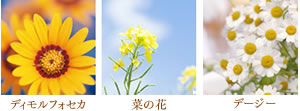 花イメージ