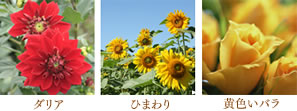 花イメージ